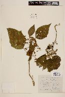 Witheringia stramonifolia image