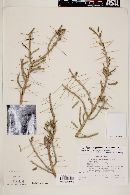 Cylindropuntia leptocaulis image