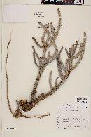 Cylindropuntia ramosissima image