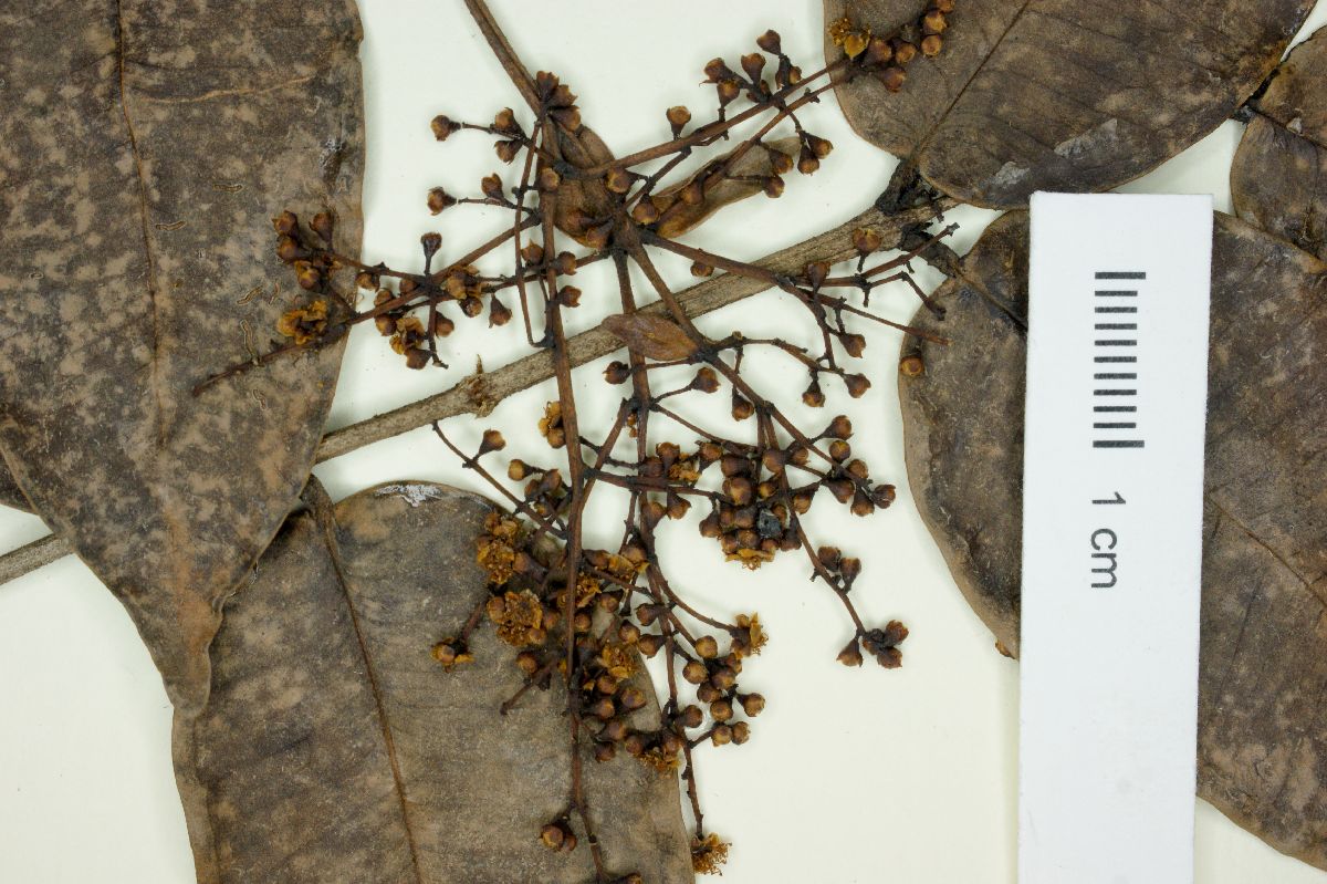 Myrcia amazonica image