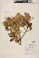 Myrcia arborescens image