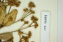 Myrcia arborescens image