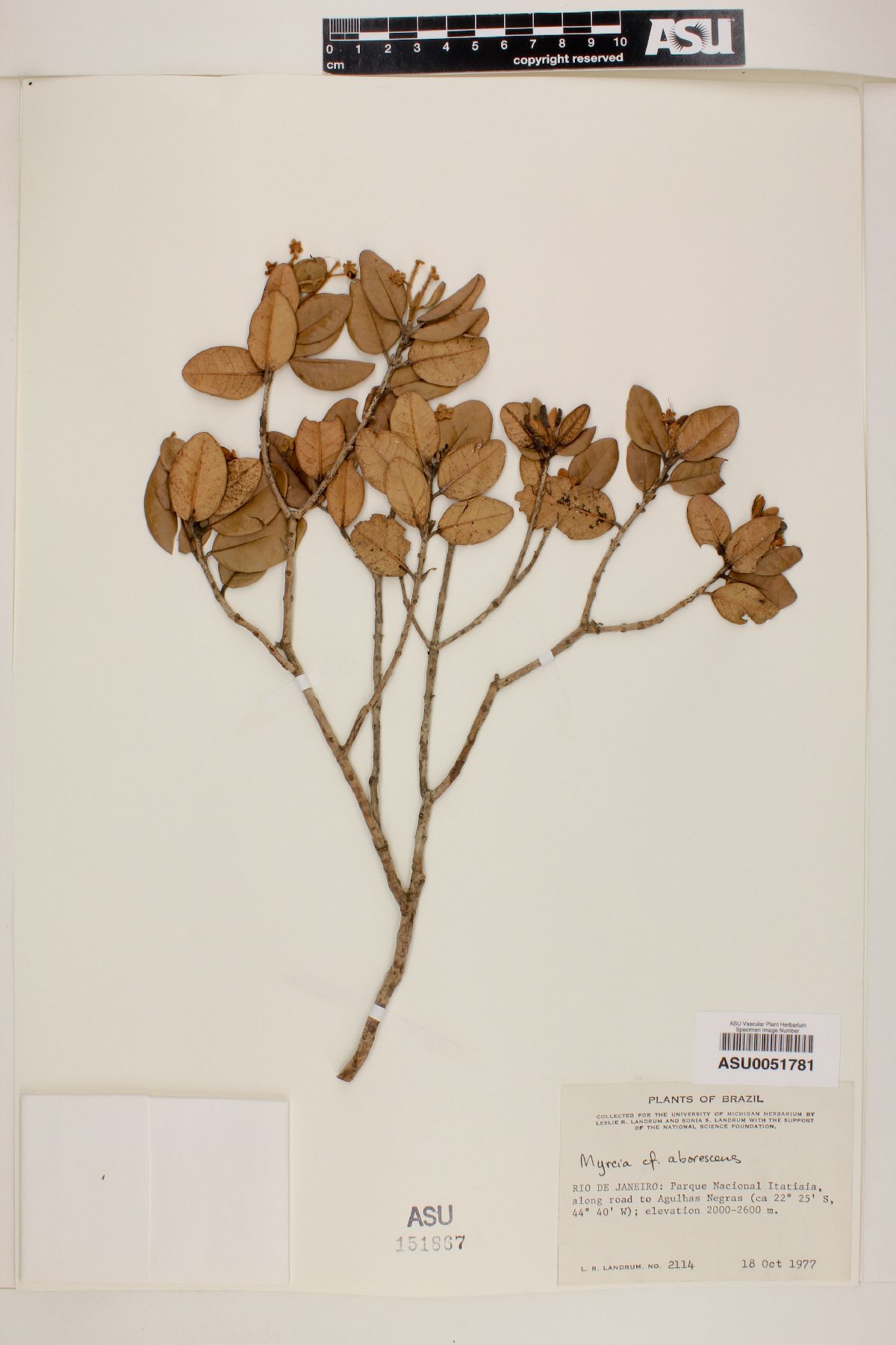 Myrcia arborescens image