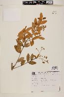 Myrcia arborescens image
