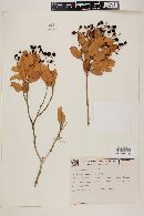 Myrcia arborescens image