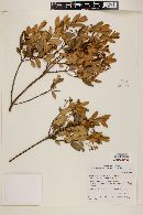 Myrcia arborescens image