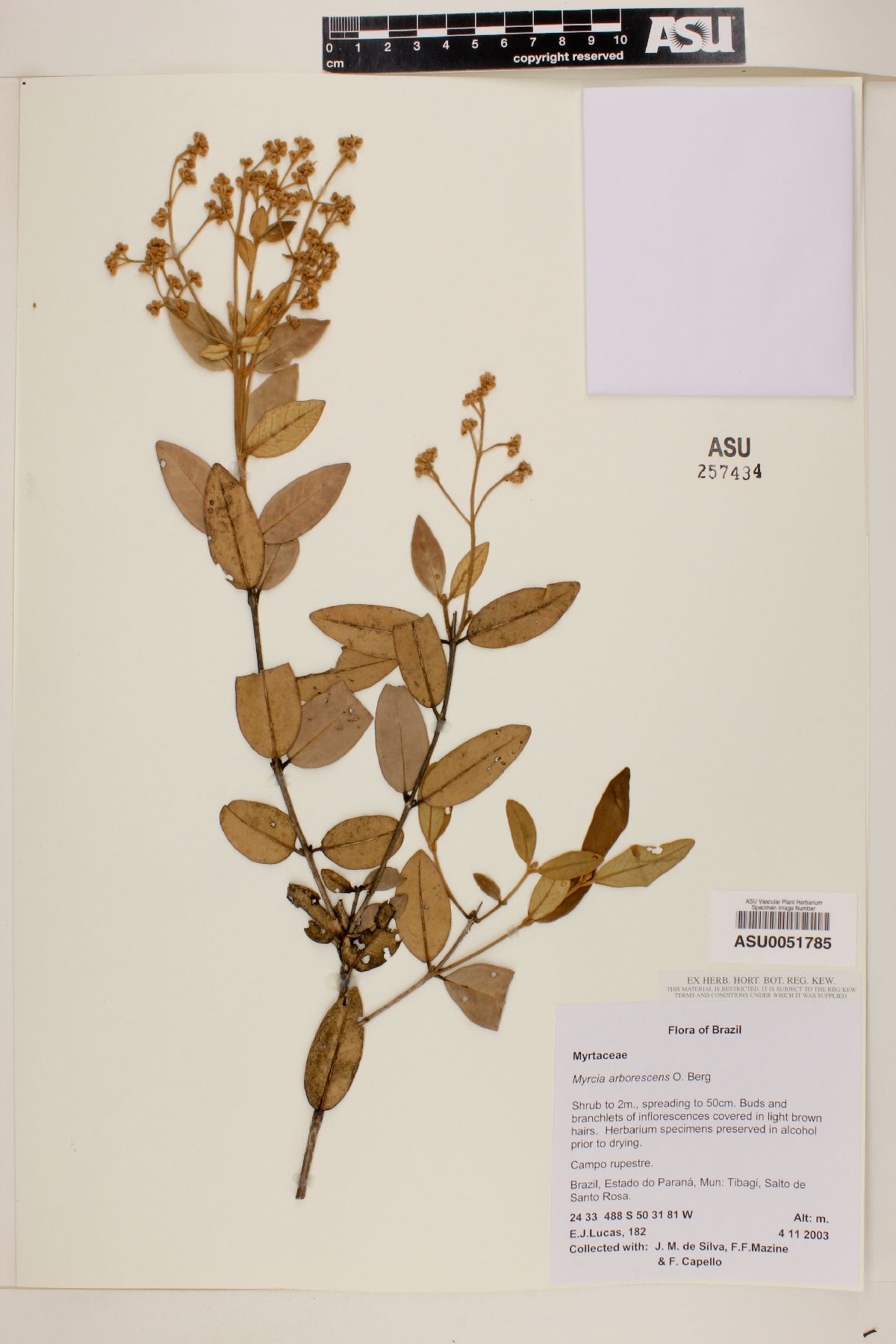 Myrcia mischophylla image
