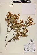 Myrcia arborescens image