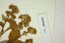 Myrcia arborescens image
