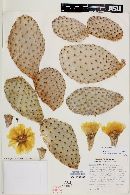 Opuntia aurea image