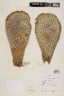 Opuntia basilaris image