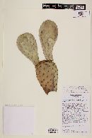 Opuntia basilaris var. longiareolata image