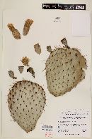 Opuntia chlorotica image