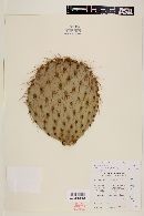 Opuntia chlorotica image