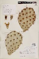 Opuntia engelmannii var. engelmannii image