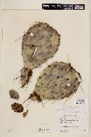 Opuntia engelmannii image