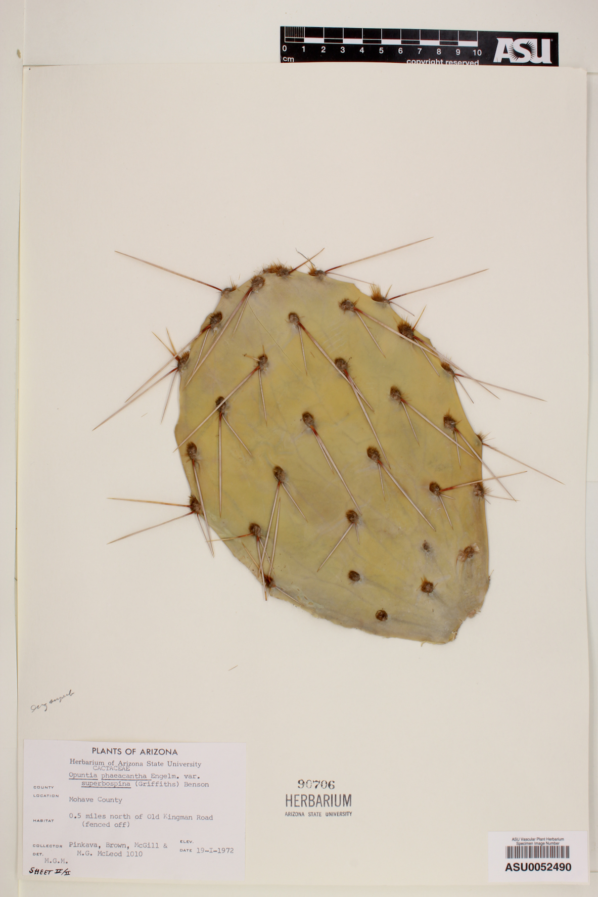 Opuntia superbospina image