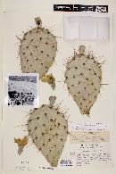 Opuntia engelmannii image