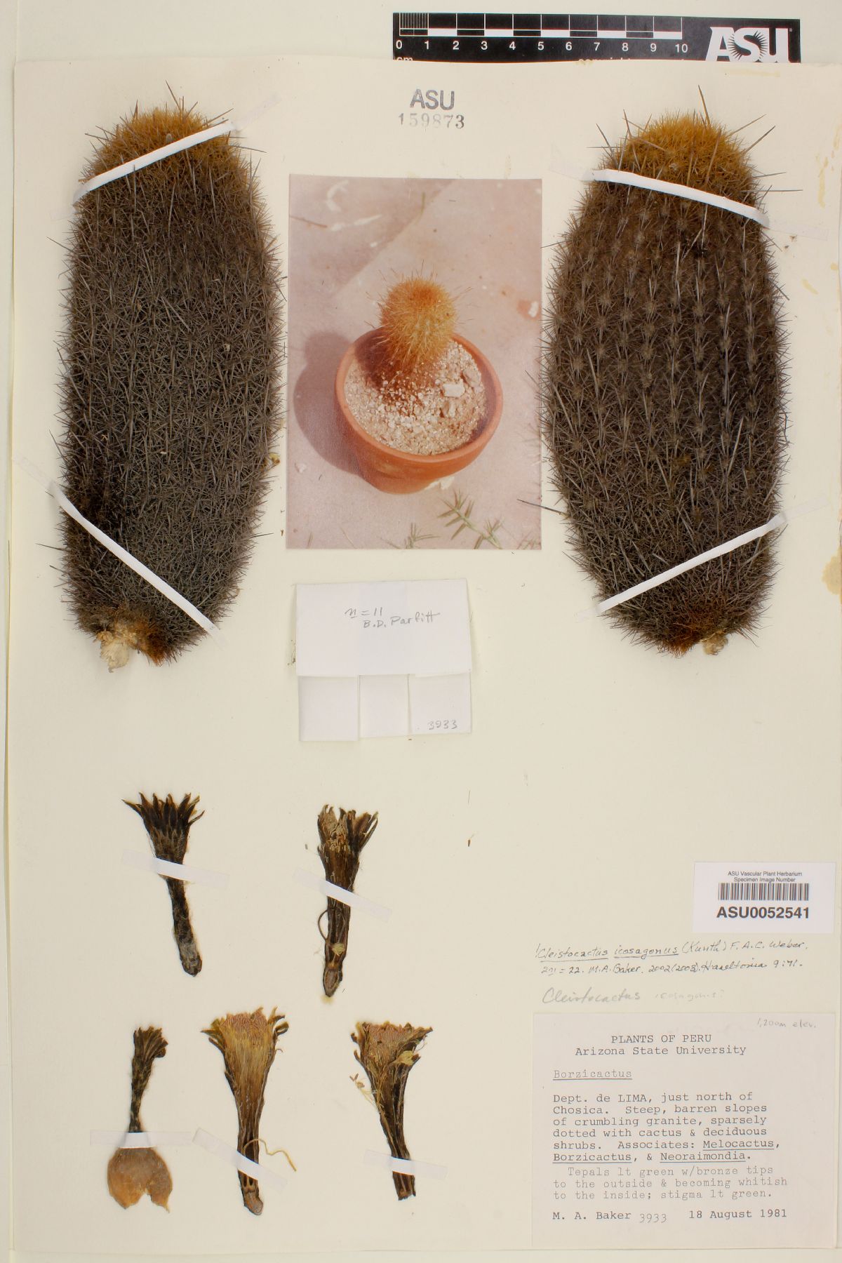 Cleistocactus icosagonus image