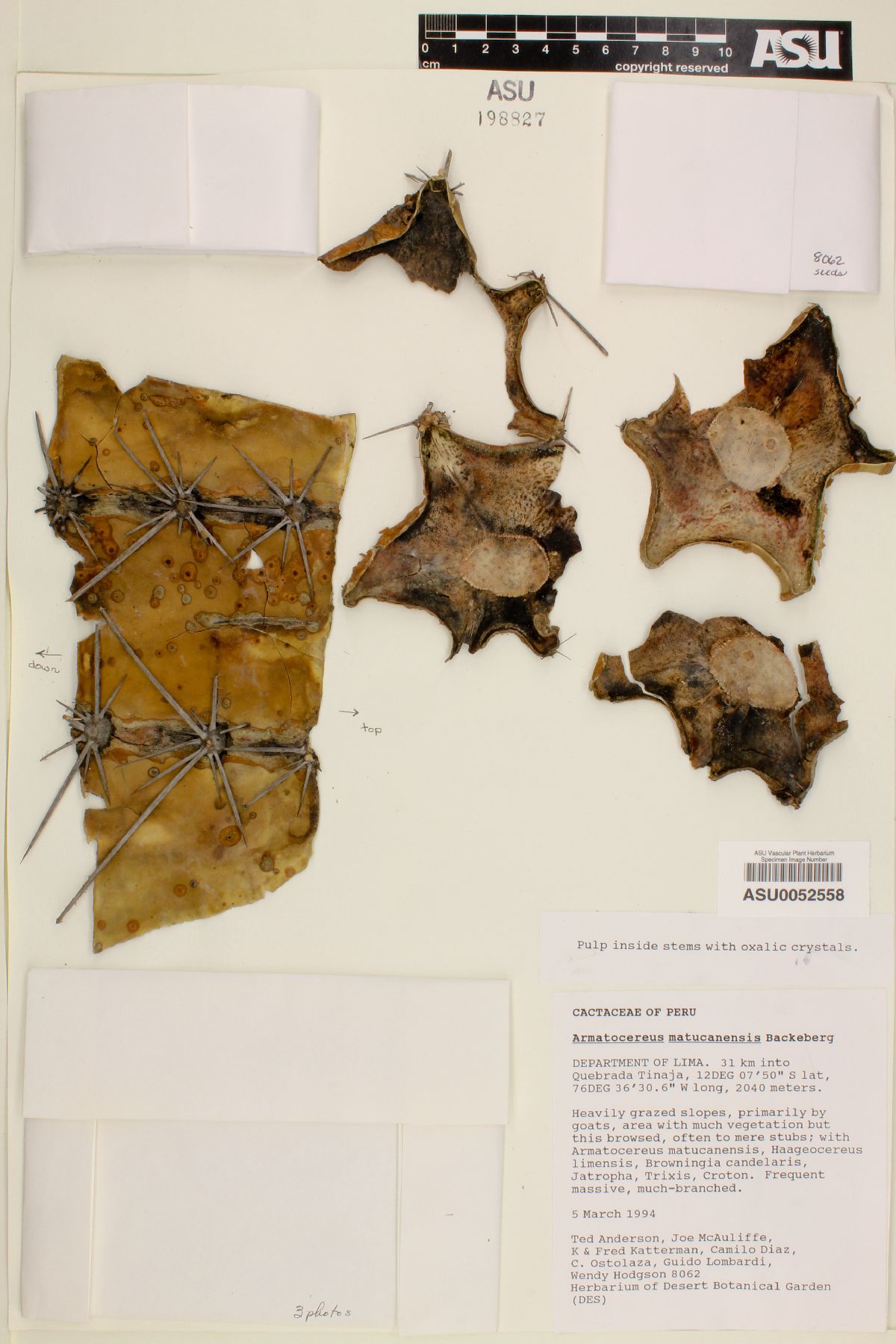 Armatocereus matucanensis image