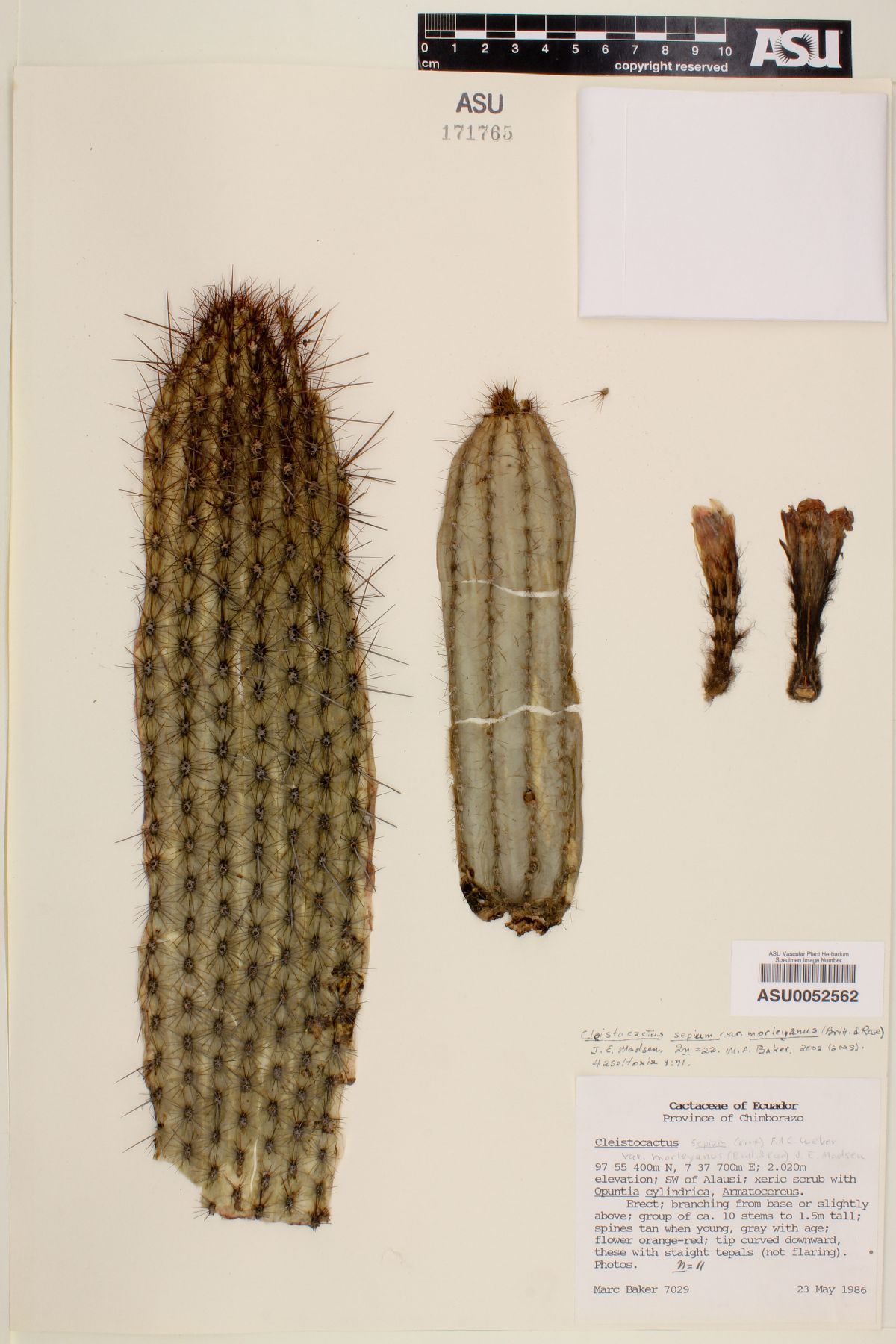 Cleistocactus sepium var. morleyanus image
