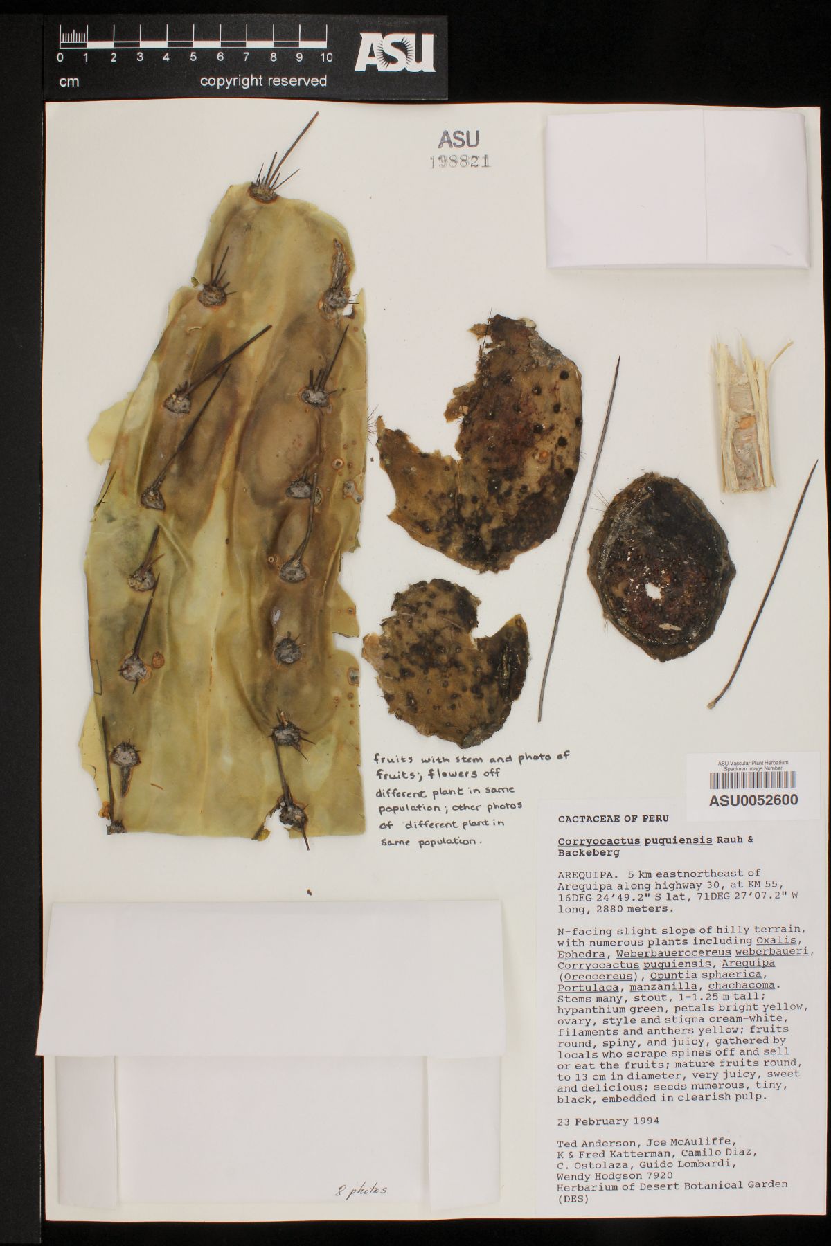 Corryocactus brevistylus image