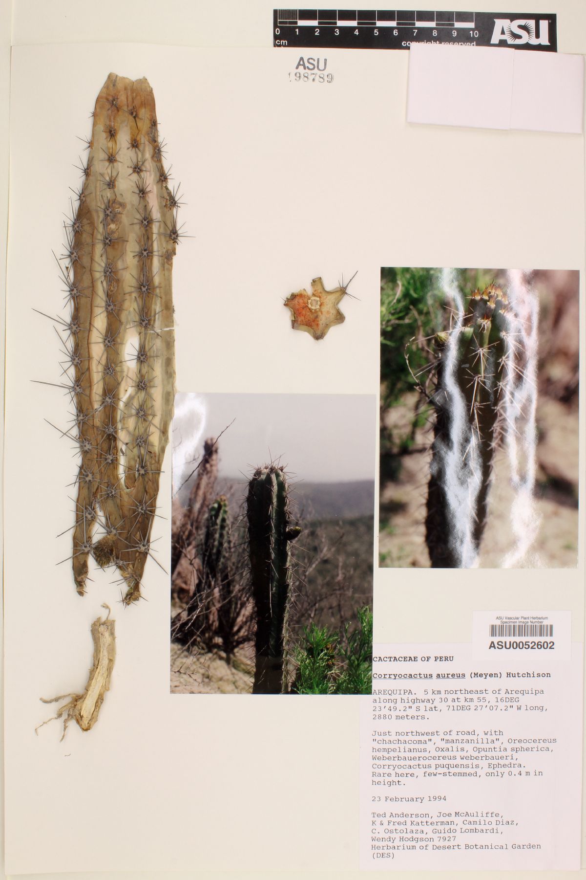 Corryocactus aureus image