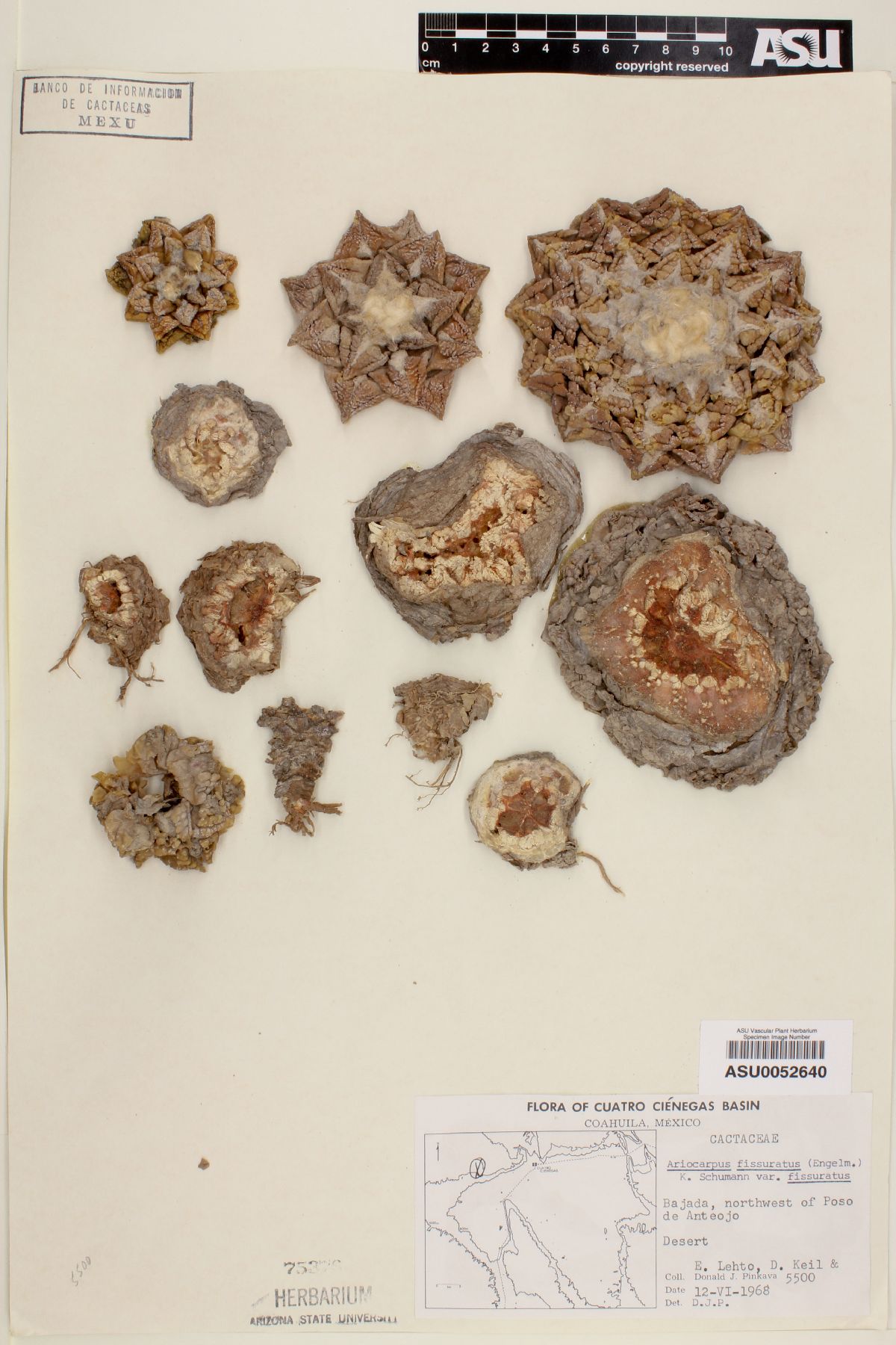 Ariocarpus fissuratus var. fissuratus image