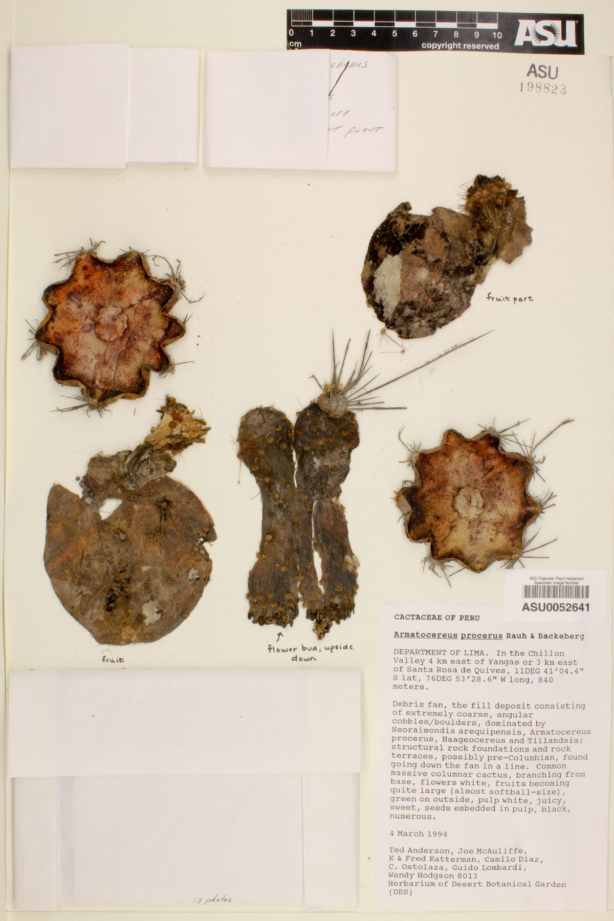 Armatocereus procerus image