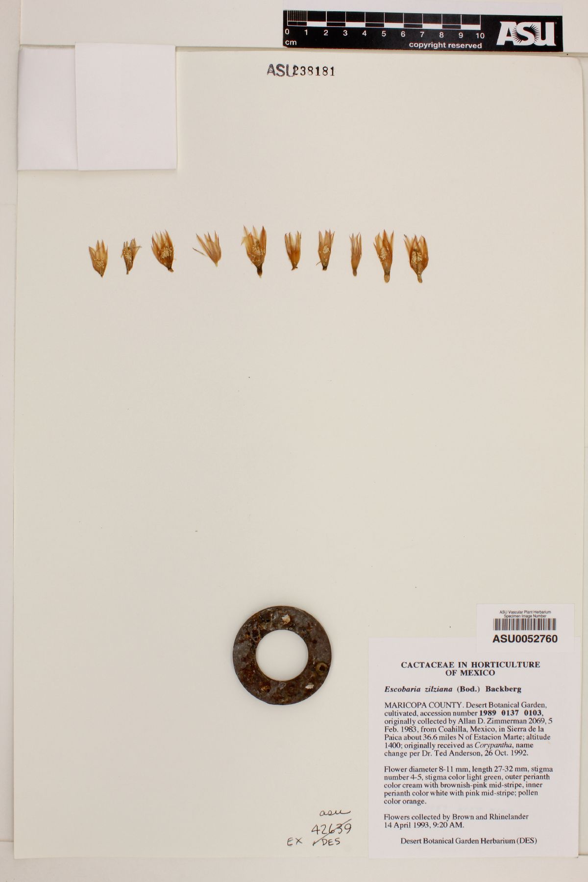 Escobaria zilziana image