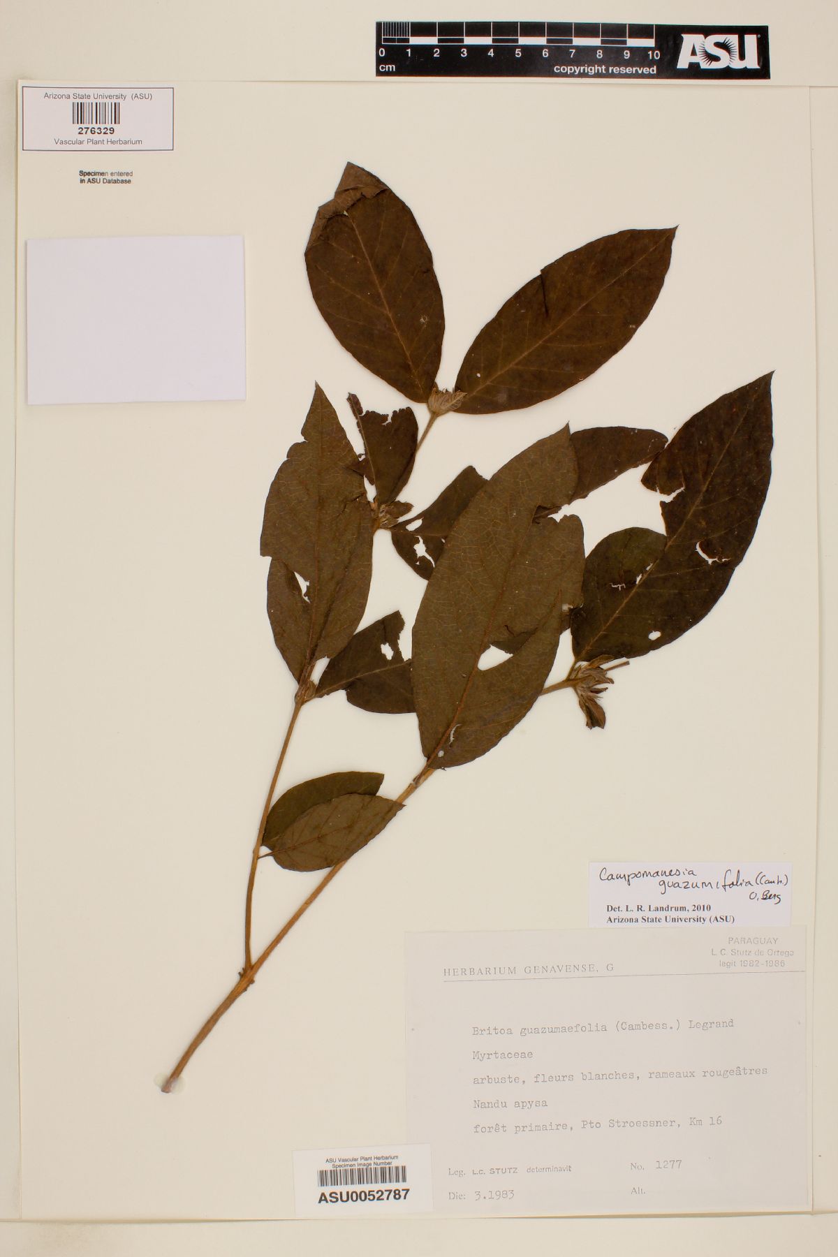 Campomanesia guazumaefolia image