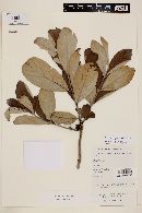 Psidium grandifolium image