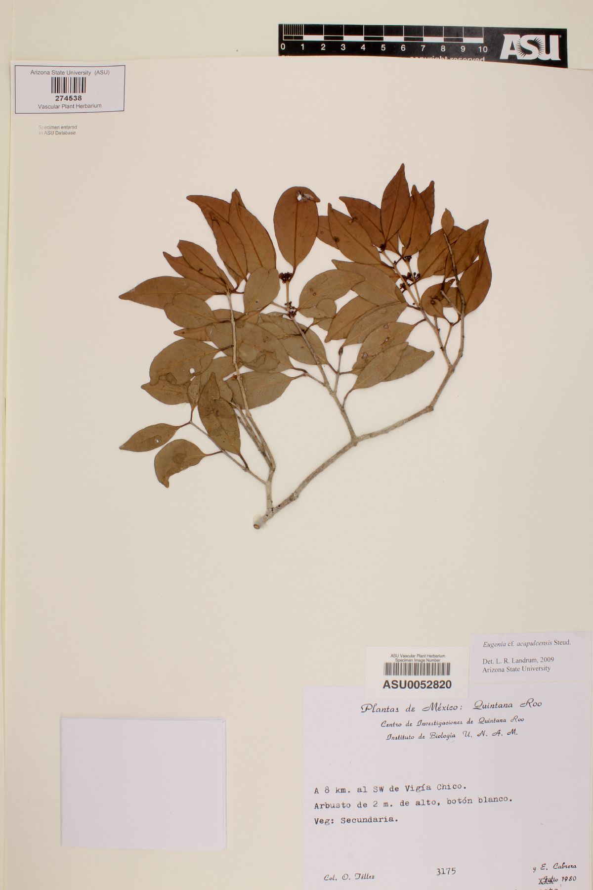 Eugenia acapulcensis image