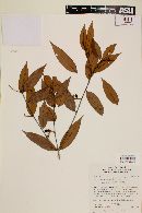 Myrcia bracteata image