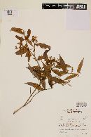 Myrcia bracteata image