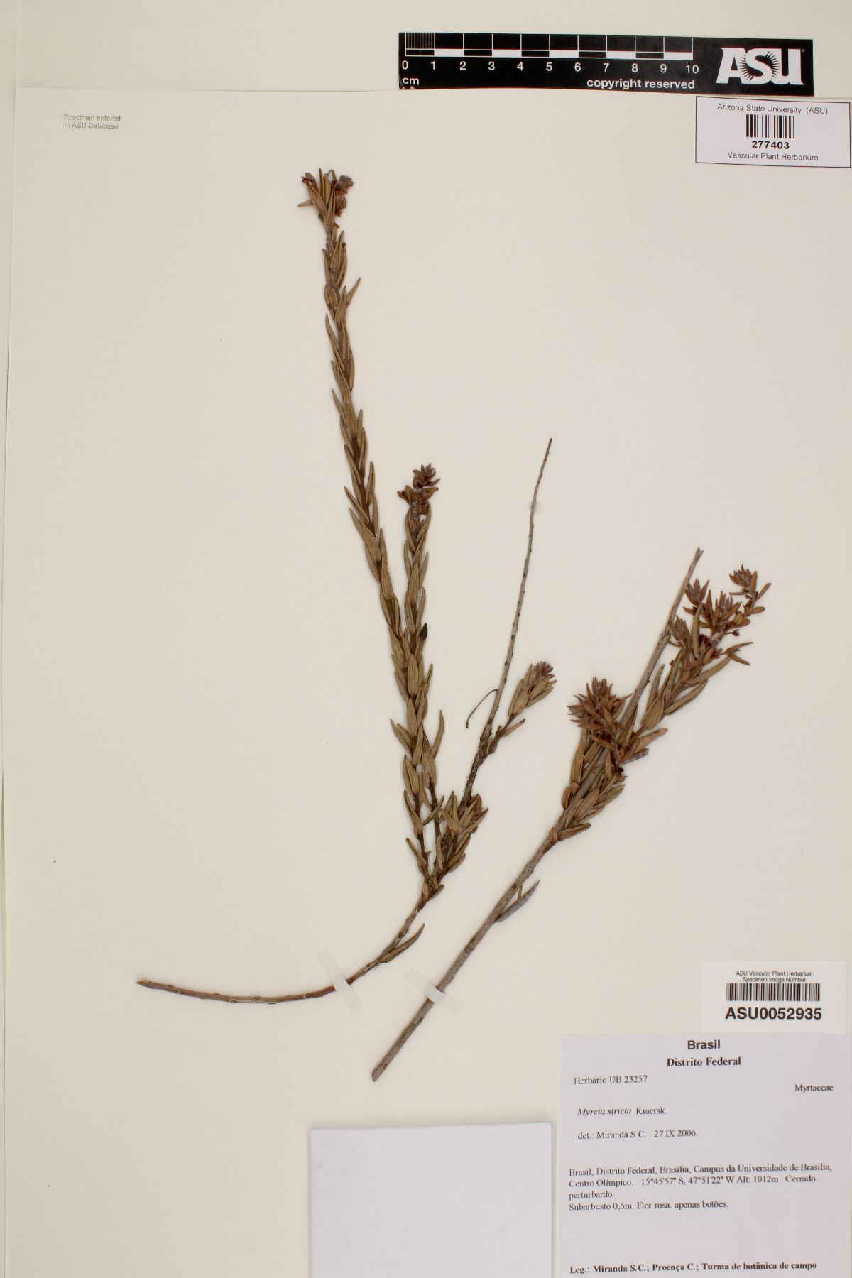 Myrcia stricta image
