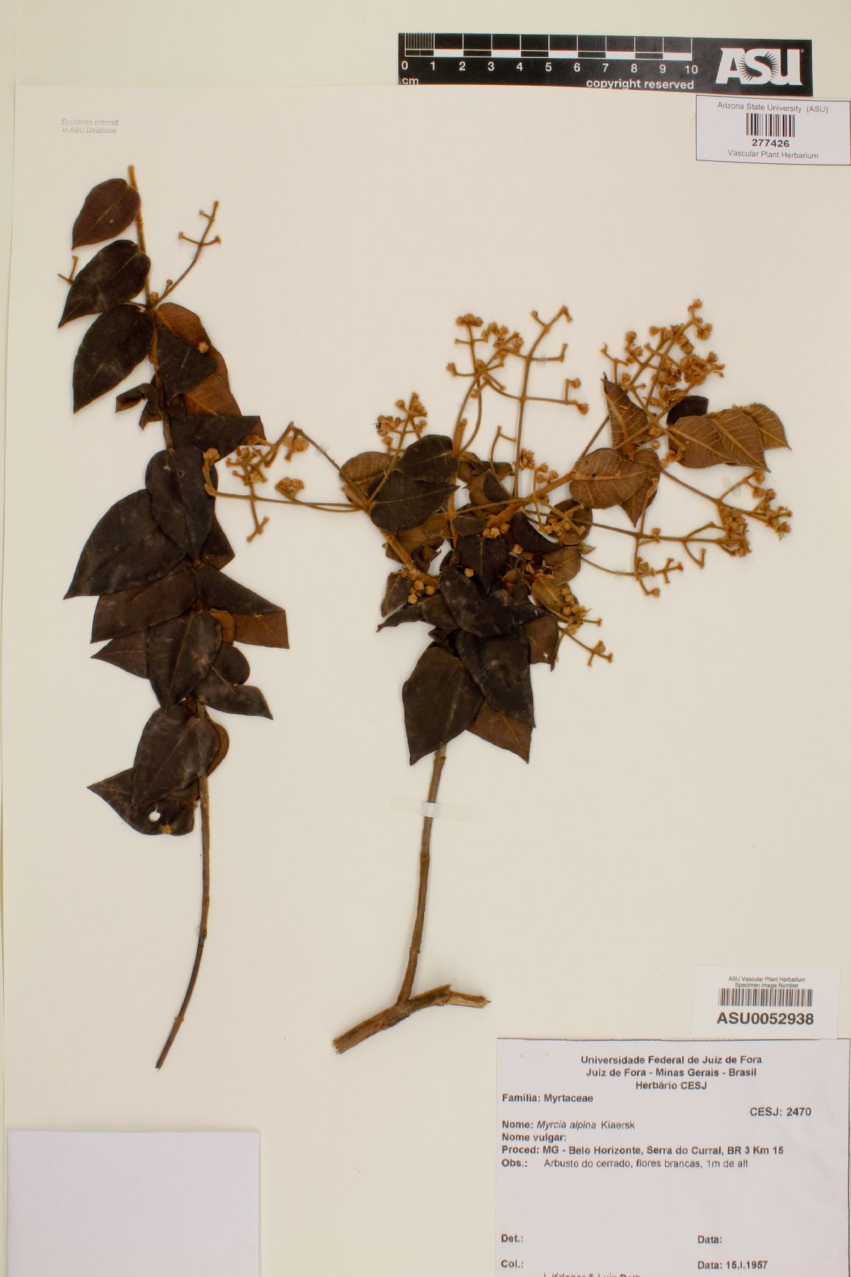 Myrcia eriocalyx image