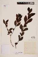 Campomanesia sessiliflora var. bullata image