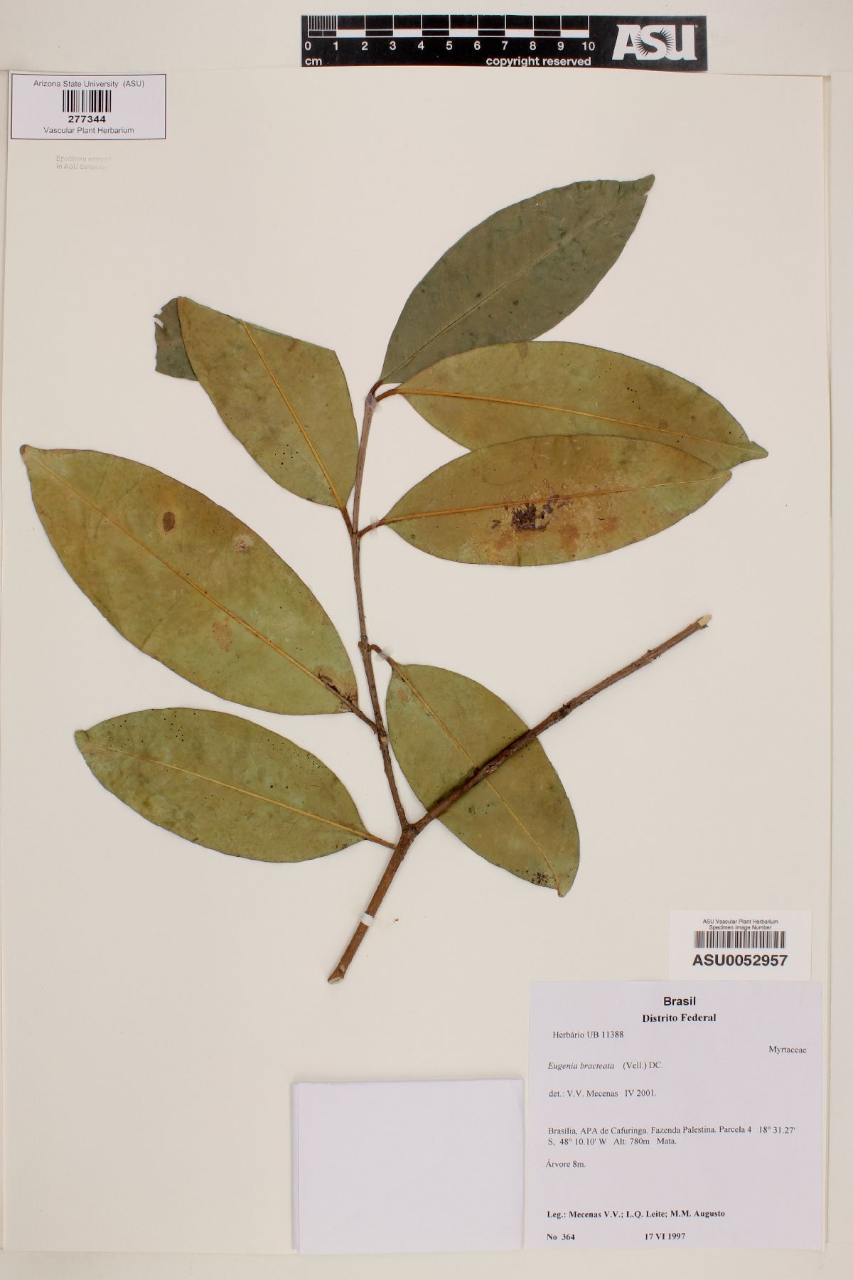 Eugenia roxburghii image