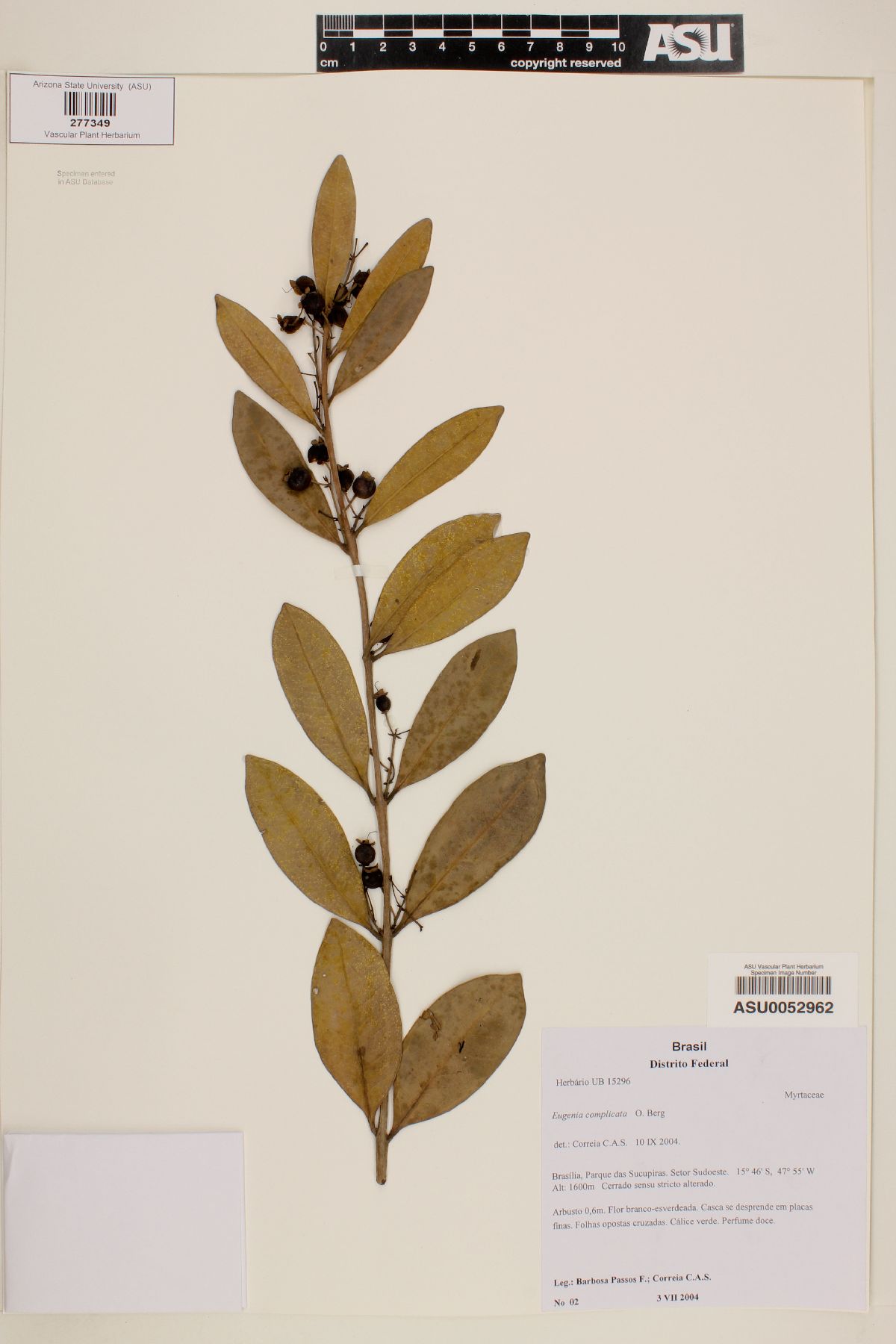 Eugenia complicata image