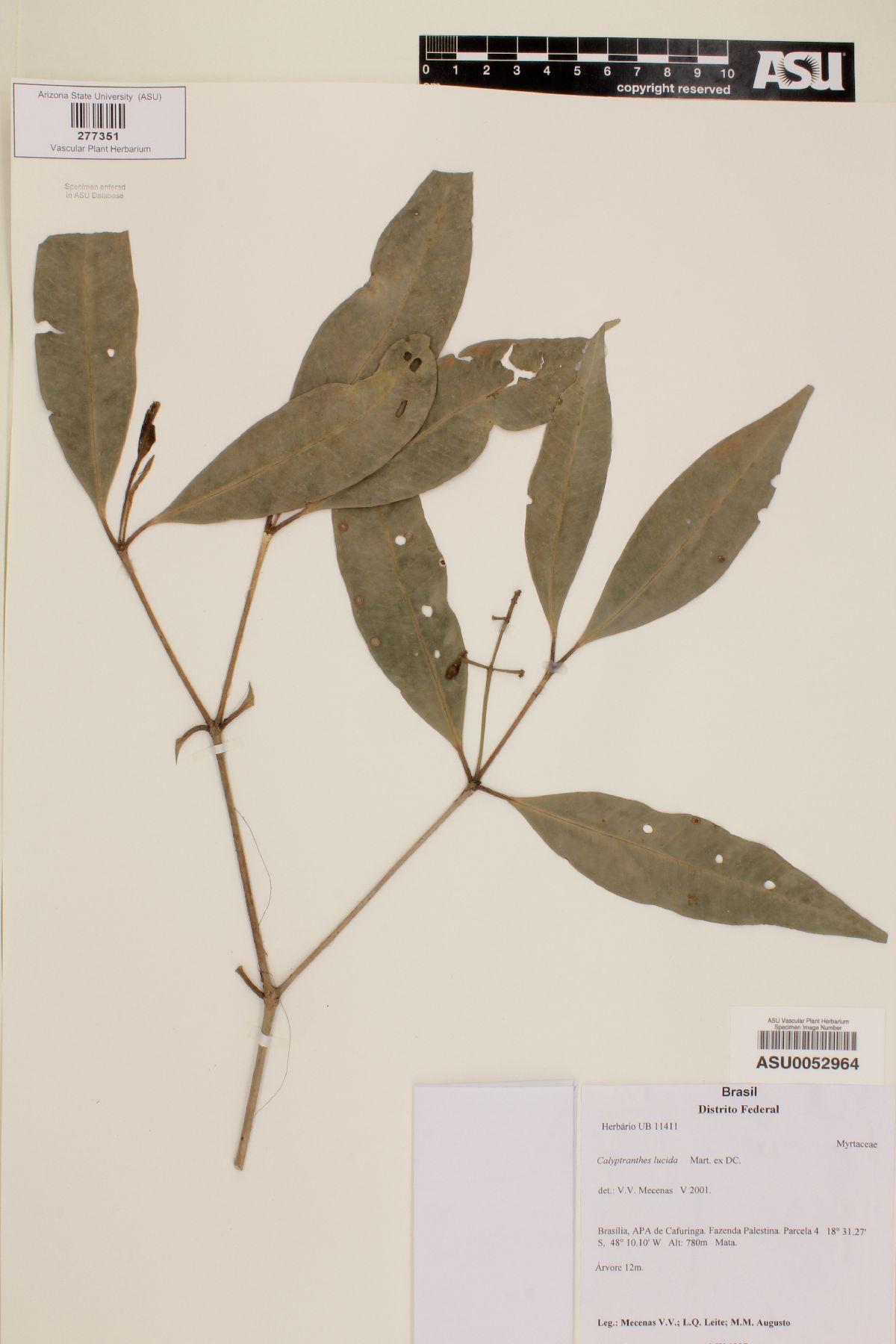 Calyptranthes lucida image
