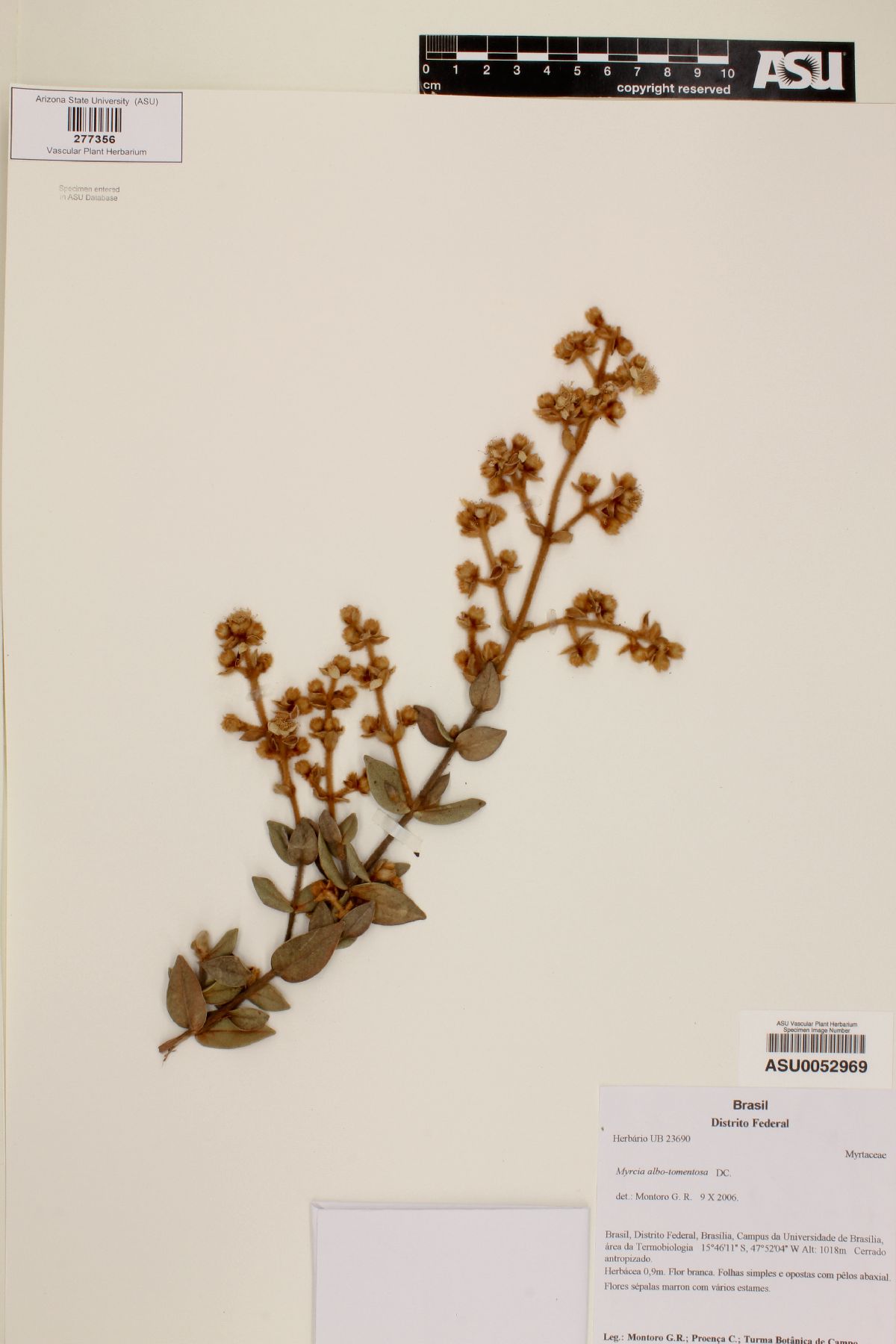 Myrcia albo-tomentosa image