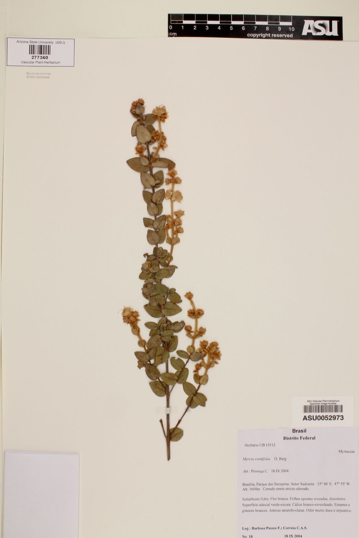 Myrcia cordifolia image