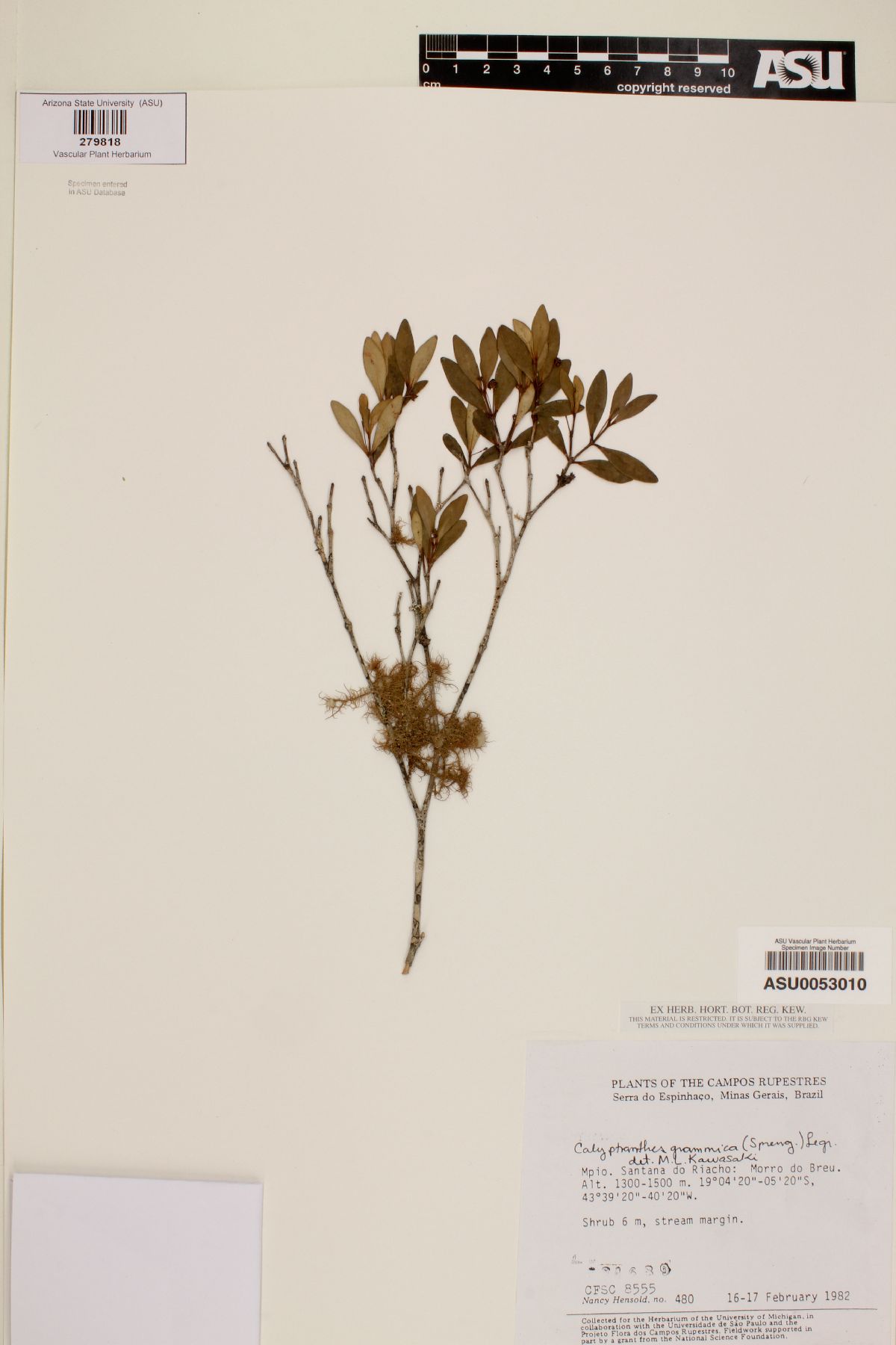 Calyptranthes grammica image