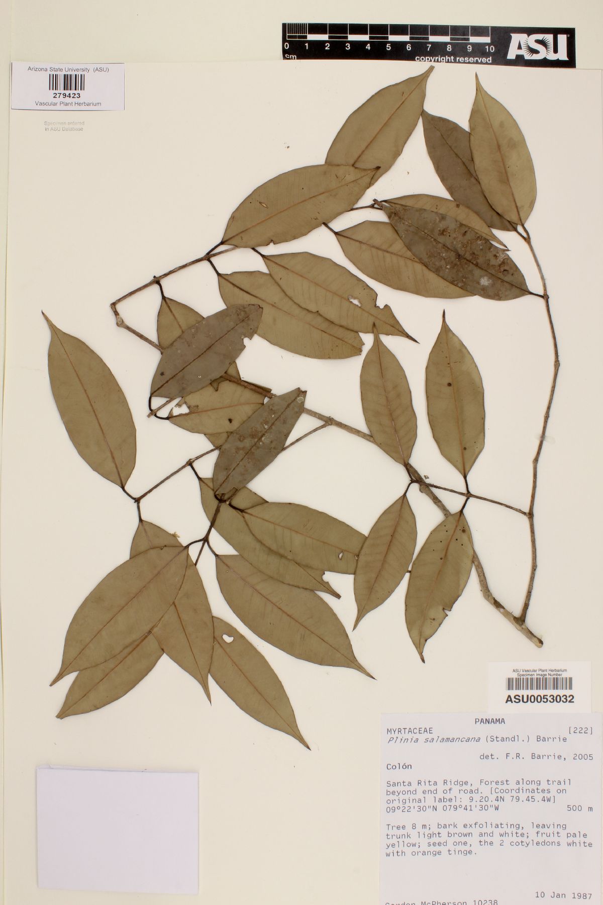 Plinia salamancana image