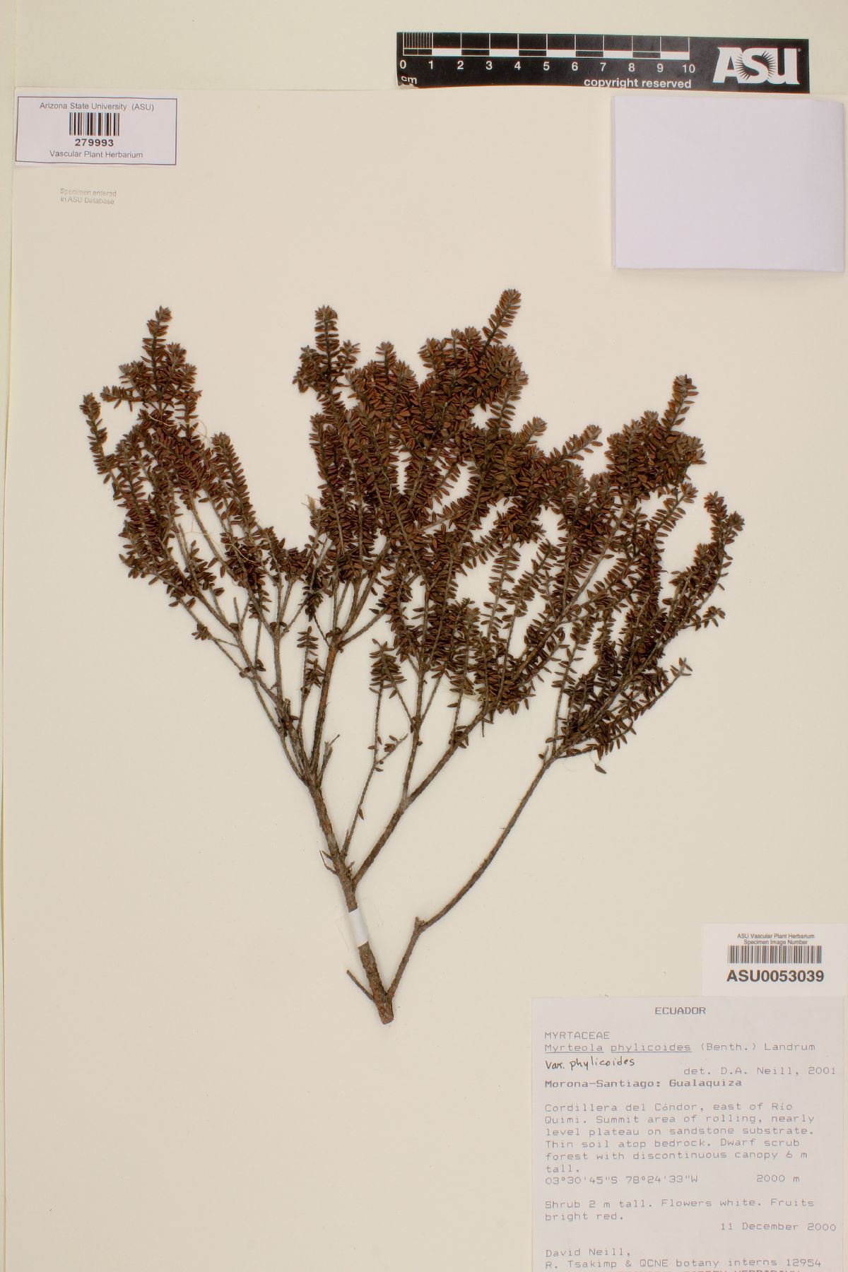 Myrteola phylicoides var. phylicoides image