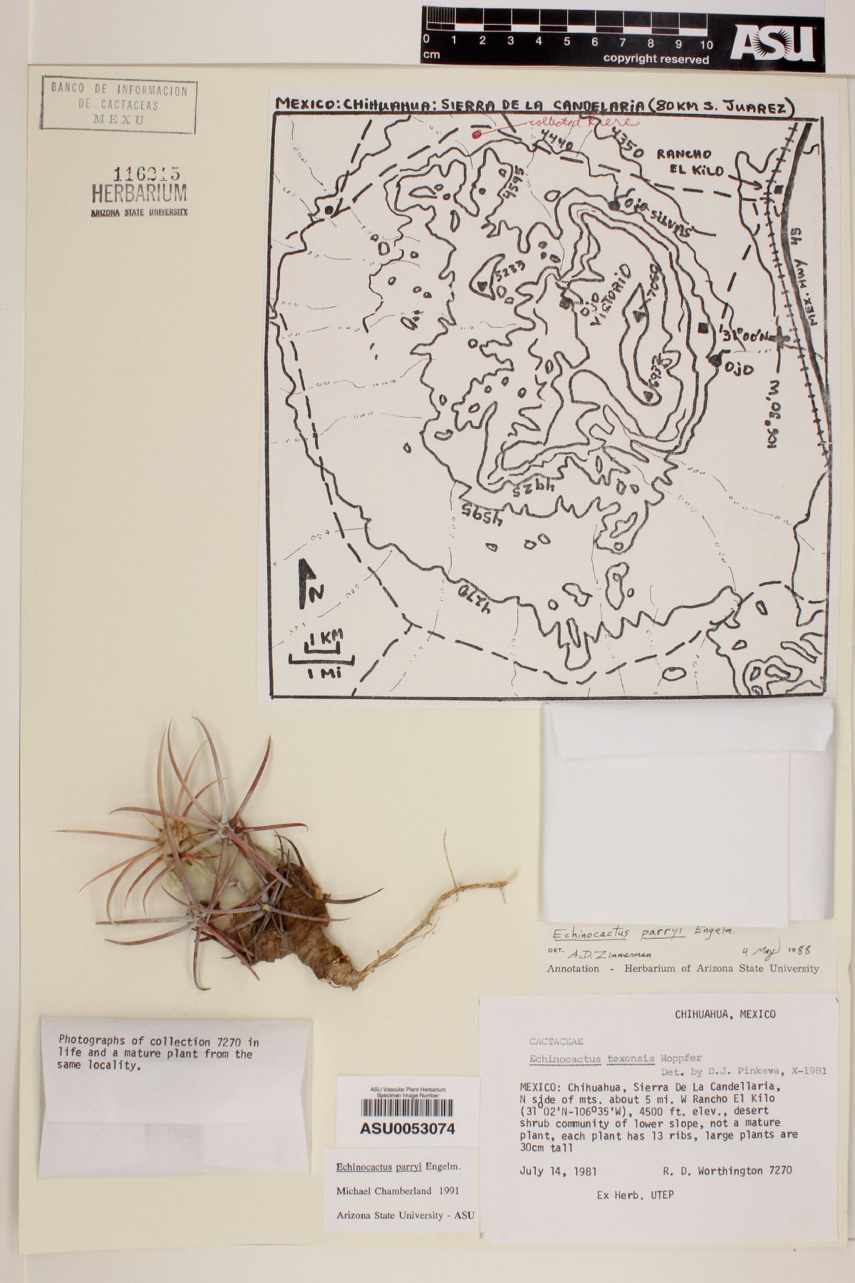 Echinocactus parryi image