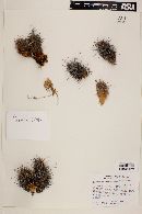 Echinocereus barthelowanus image