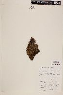Echinocereus bristolii image
