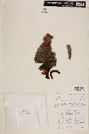 Echinocereus bristolii image